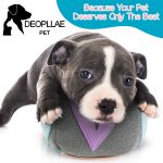 puppy staffordshire bull terrier in front of white background
