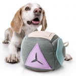 A cute puppy Beagle on white background